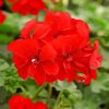 Red Geranium Paint By Numbers