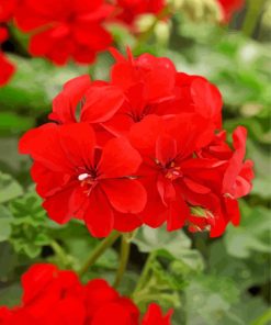 Red Geranium Paint By Numbers