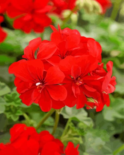 Red Geranium Paint By Numbers