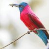 Carmine Bee Eater Paint By Numbers