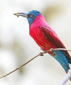 Carmine Bee Eater Paint By Numbers