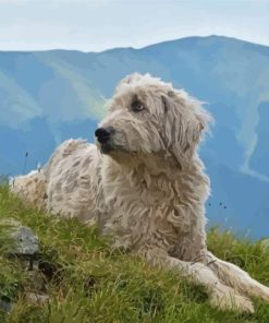 Romanian Shepherd Paint By Numbers