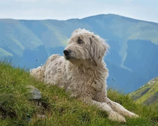 Romanian Shepherd Paint By Numbers