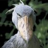 The Shoebill Stork Paint By Numbers