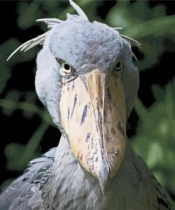 The Shoebill Stork Paint By Numbers