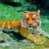 Tiger In Water Paint By Numbers