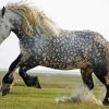 Percheron Horse Paint By Numbers