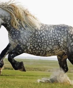 Percheron Horse Paint By Numbers