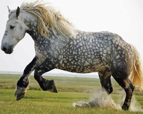 Percheron Horse Paint By Numbers