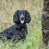 Working Spaniel Paint By Numbers