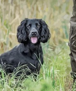 Working Spaniel Paint By Numbers