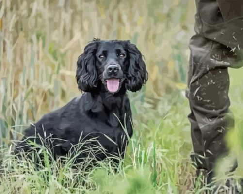 Working Spaniel Paint By Numbers