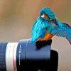 Bird And Camera Paint By Numbers