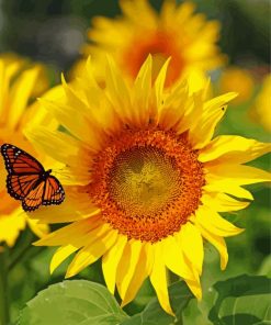 Butterfly Sunflower Paint By Numbers