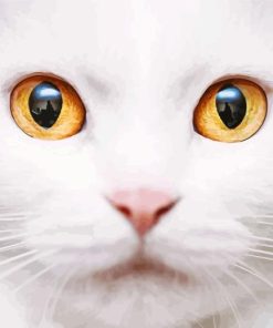 Eyes Cat Paint By Numbers