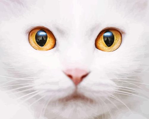 Eyes Cat Paint By Numbers