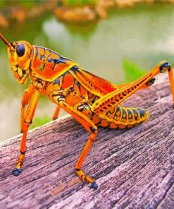 Grasshopper Paint By Numbers