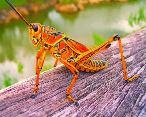 Grasshopper Paint By Numbers