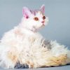 Selkirk Rex Paint By Numbers