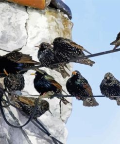 Starling Birds Paint By Numbers