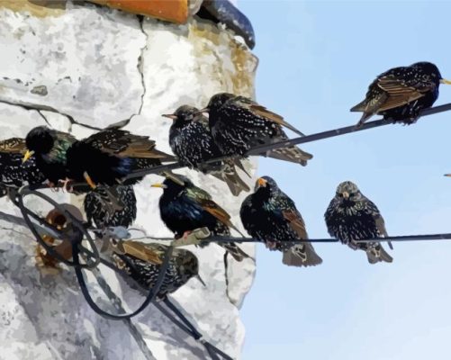 Starling Birds Paint By Numbers