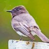 Black Phoebe Paint By Numbers