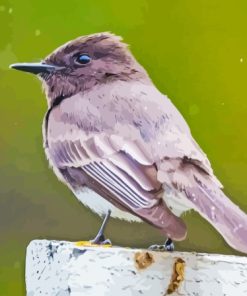 Black Phoebe Paint By Numbers