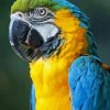 Macaw Parrot Paint By Numbers