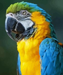 Macaw Parrot Paint By Numbers