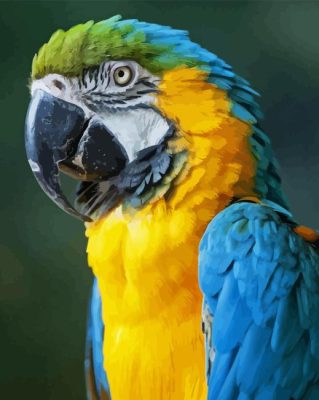 Macaw Parrot Paint By Numbers