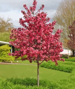 Crabapple Tree Paint By Numbers