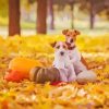 Dogs With Pumpkin Paint By Numbers