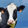 Holstein Cow Paint By Numbers