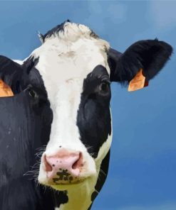 Holstein Cow Paint By Numbers