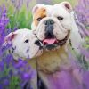 Bulldog In Lavender Paint By Numbers