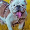 English Bulldog Paint By Numbers