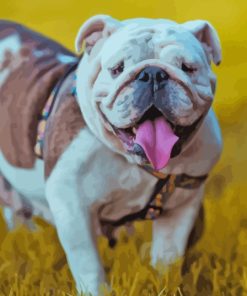 English Bulldog Paint By Numbers