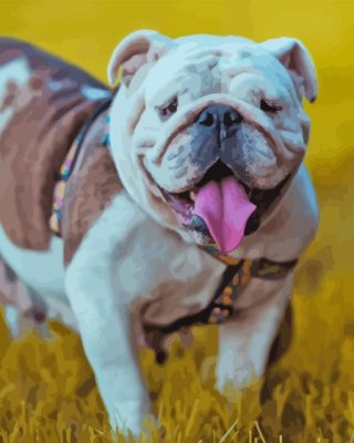 English Bulldog Paint By Numbers