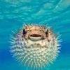 Puffer Fish Paint By Numbers