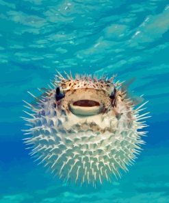 Puffer Fish Paint By Numbers