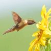 Hummingbird With Sunflower Paint By Numbers