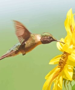 Hummingbird With Sunflower Paint By Numbers