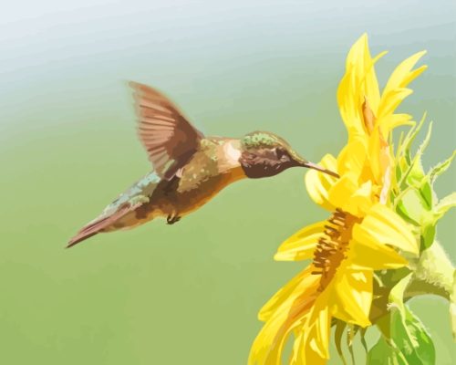 Hummingbird With Sunflower Paint By Numbers