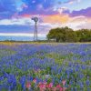 Bluebonnets Flowers Paint By Numbers