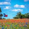 Bluebonnets Field Paint By Numbers