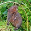 Rodent Water Vole Paint By Numbers