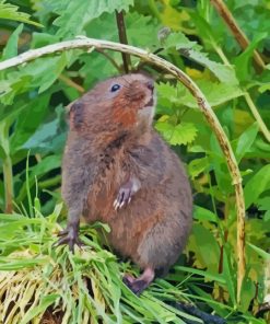 Rodent Water Vole Paint By Numbers