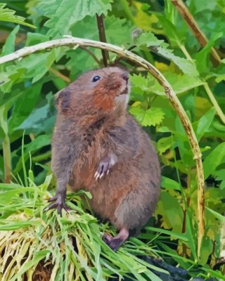 Rodent Water Vole Paint By Numbers