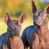 Hairless Dog Paint By Numbers