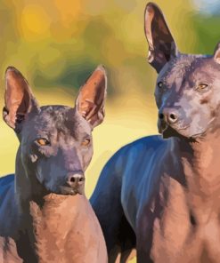 Hairless Dog Paint By Numbers